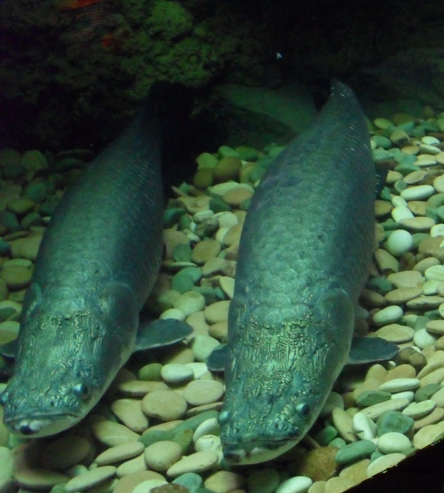Foto Ikan Kembar Akuarium